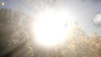 rayos de sol a través de los árboles foto