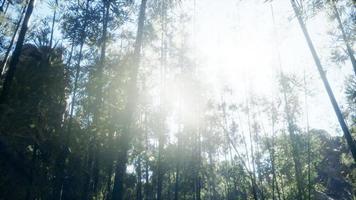 Windy Tranquil Arashiyama Bamboo Grove photo