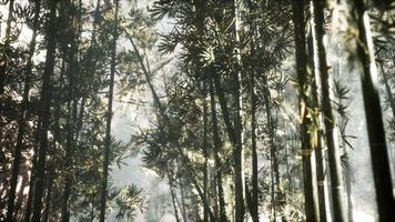 asian bamboo forest with morning sunlight photo