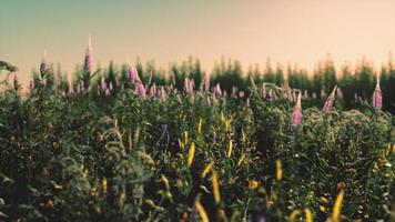 Beautiful summer meadow with wild flowers in grass against of dawn morning photo