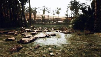 oasis in the middle of the desert with a lot of trees photo