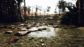 oasis en medio del desierto con muchos árboles foto