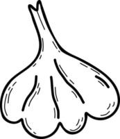 garlic. Vegetable. Vector illustration. Linear hand drawing