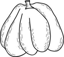 Pumpkin. Vegetable. Vector illustration. Linear hand drawing