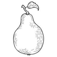 Pear. Fruit. Vector illustration. Linear hand drawing