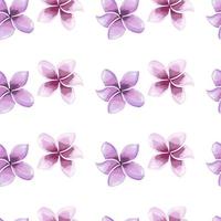 Beautiful plumeria flower seamless pattern isolated on white background. vector