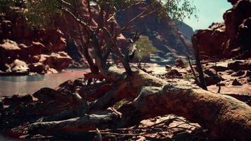 trees near Colorado River in Grand Canyon photo