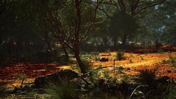 red sand bush with trees photo