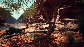 trees near Colorado River in Grand Canyon photo