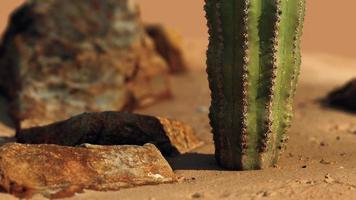 close up of Saguaro Cactus at the sand photo