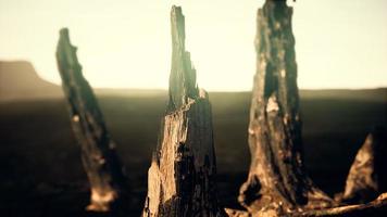 logs and trunks after the forest fire photo