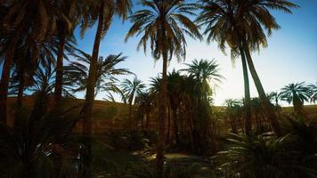 8K desert oasis with palms and lake photo