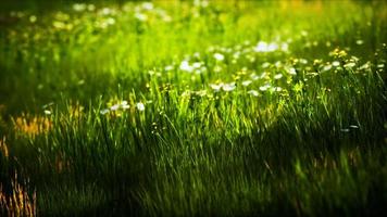 field with green grass and wild flowers at sunset photo