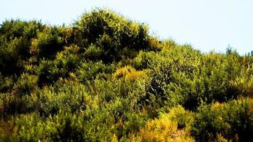 Beach dunes with long grass photo