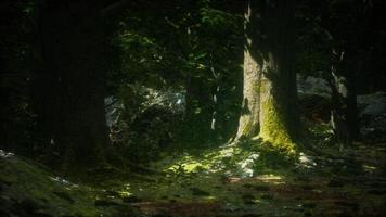 árboles viejos con liquen y musgo en bosque verde foto