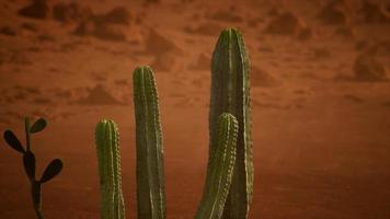 Arizona desert sunset with giant saguaro cactus photo