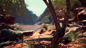 trees near Colorado River in Grand Canyon photo