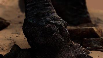 closeup of a palm tree trunk at caribbean sand beach photo