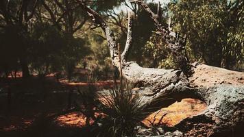 red sand bush with trees photo