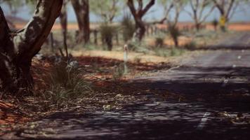 outback road with dry grass and trees photo