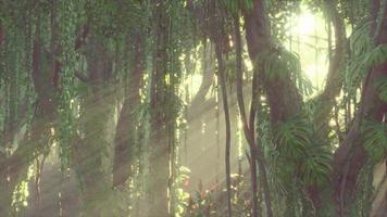 deep tropical jungle rainforest in fog photo