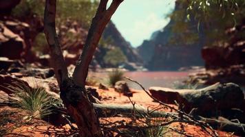 trees near Colorado River in Grand Canyon photo