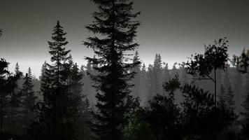 bosque nórdico brumoso temprano en la mañana con niebla foto