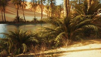 Oasis in hot Sahara Desert photo