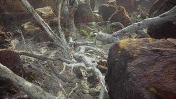 lava stone field with dead trees and plants photo