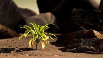 green plant at sand beach photo