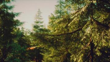 green cone trees in bright sun light photo