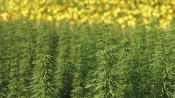 green canabis on marihuana field farm photo