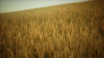 Ripe yellow rye field under beautiful summer sunset sky with clouds photo