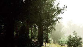sun is shining through the trees in a young forest timelapse photo