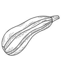 médula vegetal. ilustración vectorial dibujo lineal a mano vector