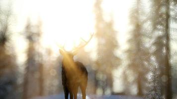 orgulloso macho de ciervo noble en el bosque de nieve de invierno foto