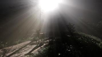 Great Red Deer in a Green Forest photo