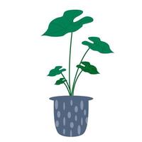 Exotic tropical houseplant in a flower pot. Flat colorful vector illustration.