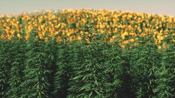 green canabis on marihuana field farm photo