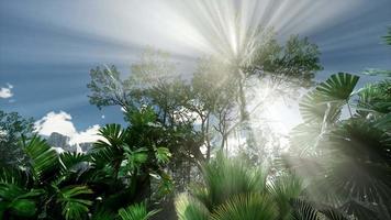 Sunset Beams through Palm Trees photo