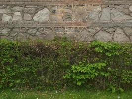 wall and hedgerow background photo