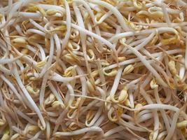 Mung bean sprouts vegetables photo