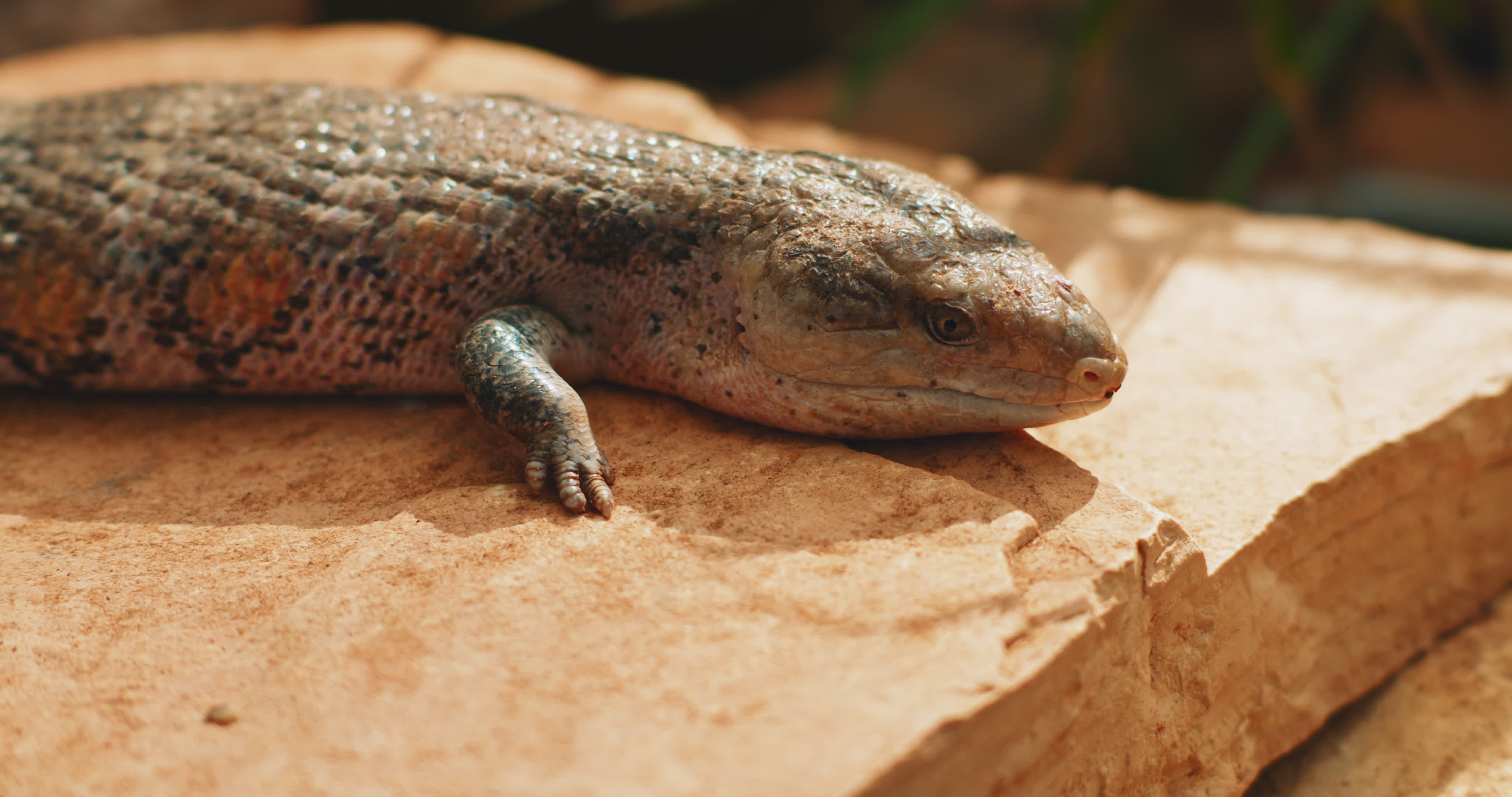 lagarto de lengua azul, también conocido como eslizón de lengua azul