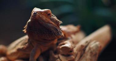 dragón barbudo, también conocido como pogona, sentado en una rama de árbol. video