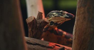 Lace monitor, also known as tree goanna, behind the tree branches video