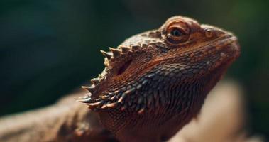 dragão barbudo, também conhecido como pogona, sentado em um galho de árvore. video