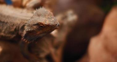 drago barbuto, noto anche come pogona, seduto su una roccia. video