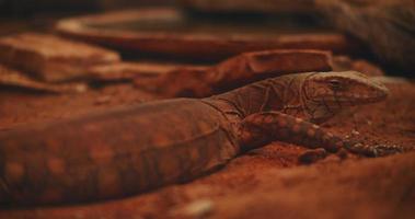 perentie, el lagarto monitor más grande de australia, tirado en el suelo video