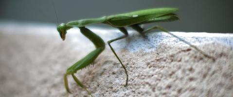 Close up of the praying mantis sitting on a concrete wall. video