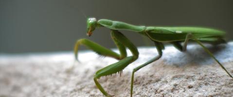 Close up of the praying mantis moving on a concrete wall. video